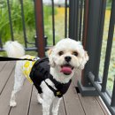 마르쉐(Marcher) | 마르셰 코스모스(MARCHER COSMOS) 반려견 하네스 세트 솔직한 후기(내돈내산)