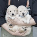 구산동강아지 네이버블로그