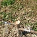 조양농원 이미지