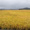 북영덕농협 미곡종합처리장 이미지