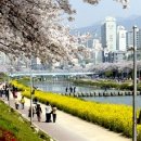 온천천일대7 이미지