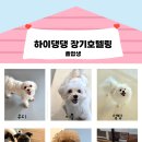 하이댕댕 이미지