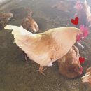 정오농장 이미지