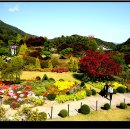 아침고요수목원 Daum카페