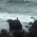 표선리-16 이미지