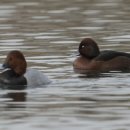 오리천국 이미지