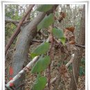 적하수오와 백하수오의 구별 이미지