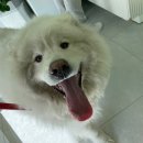 메모리펫살롱 이미지