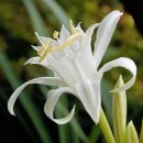 샤론의꽃 이미지