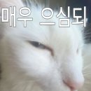 성읍정의현로 이미지