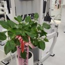 원스짐 레이디 종합운동장점 이미지