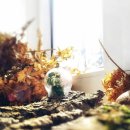 피기피기 이미지