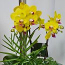 메트로세탁소 | [뉴욕 가볼만한곳] 2026 뉴욕 식물원 오키드 쇼 후기 + 주차·예매 꿀팁 &amp; 코네티컷 난초 행사 정보