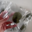 눈과 입이 행복해지는 우리 먹거리 디저트 떡(수시접수) | 아침이 행복해지는 쫀득함! '제주 해풍 굳지않는 쑥스테라' 웰빙 라이프 (아이 간식/식사 대용 강추...