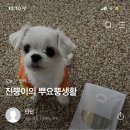 딜라잇펫 이미지