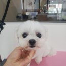 도로롱펫 이미지