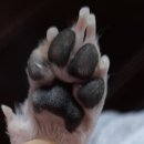 애견종합병원 이미지