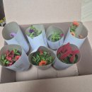 제일농약사 | 250515 🌿 꽃씨몰 택배 수령 📦, 칼리브라코아 진딧물 파티..😂(코니도 후기)