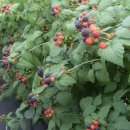 서해5농장 이미지