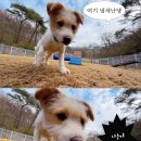 큰댕댕 개치원 | 우울할땐 봉사를 가_충남 당진 동물보호소 봉사사진후기