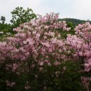 5월 10일(목).....남양주 서리산 철쭉동산 트레킹 이미지