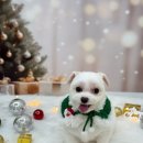 허그몽몽 이미지