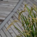 정읍시농협조합공동사업법인 이미지