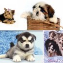 귀여워 강아지 이미지