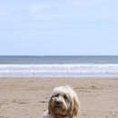 분당24시동물의료센터 이미지