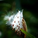 성수사슴농장 이미지