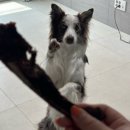 꼬숩당개 이미지