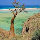 세계의 명소와 풍물 29 - 예멘, 소코트라섬(Socotra Island) 이미지