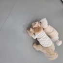 강아지유치원 caredogs 네이버블로그