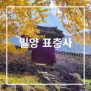 신흥로 은행나무테마거리 | 밀양 표충사 은행나무 단풍과 생태숲 트레킹 표충사 근처 맛집과 카페