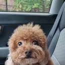 단아하개 이미지