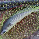 낚시만세 이미지