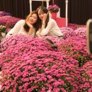 국화정원 이미지