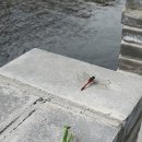 잠자리 놓치는 사마귀 이미지