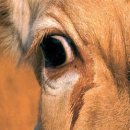 워낭소리 이미지