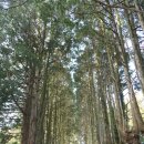 송당퐁당 이미지