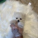 수원강아지분양 드림독 안심분양센터 수원점 이미지