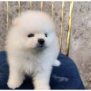 창원강아지분양 고양이분양 도그마루 이미지