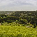 녹차농원 이미지