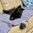 독수리 | 히로가 푹 빠진 펫모닝 마따따비 리얼 독수리🦅 (내돈내산 후기)