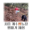 천지농장 | 아이와 대형견과 함께 계수밤농장 밤따기체험 고구마캐기 가격 주차 꿀팁