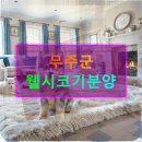 현명농장 | 무주군 웰시코기분양 현명한 선택을 위한 모든 것