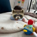 꼬꼬센타 | 육아 4개월차의 소회 (feat. 압타밀 리콜/꼬꼬맘/싸이벡스 프리암/스토케 요요3)