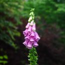 7월 11일의 꽃은 '디기탈리스(Common foxglove)' 이미지