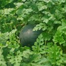 순익농장 이미지