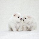 호박동물병원 이미지